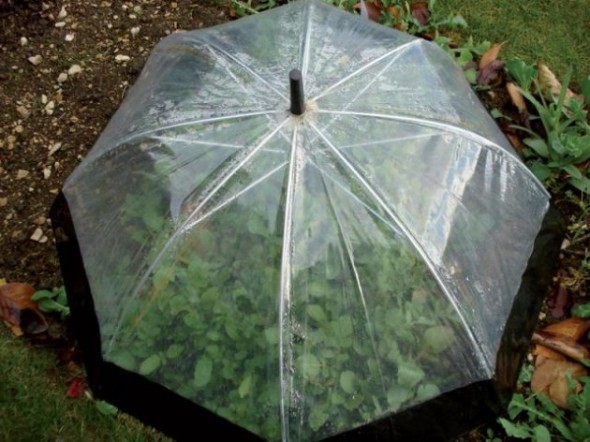 repurposed as shades for seasonal plants in garden area