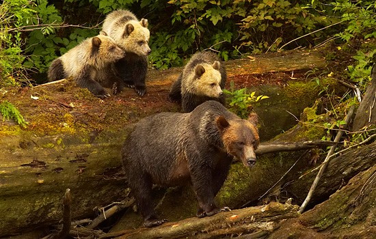 Bears