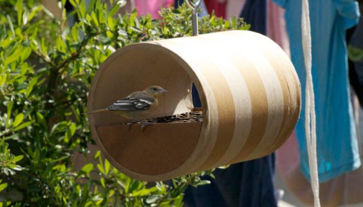 Diy Bird Feeders