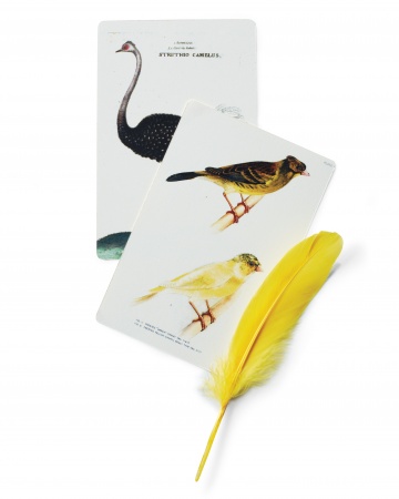 Avian themed escort cards, perfect for beach weddings