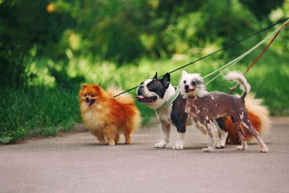 dog walking services