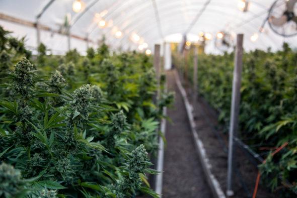 5 Reasons to Include Hemp Products in Your Lifestyle