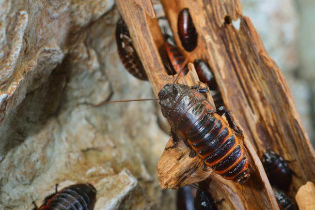 To Ways To Treat Termite Infestation in New homes