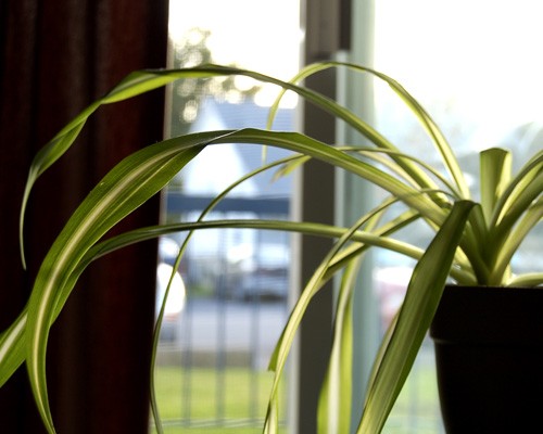 Indoor Gardening Ideas - 7 Houseplants that Add Oxygen to your Room