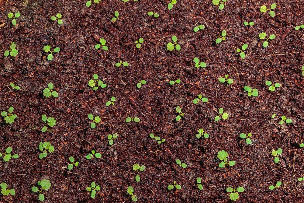 How to Improve Your Garden's Soil Quality