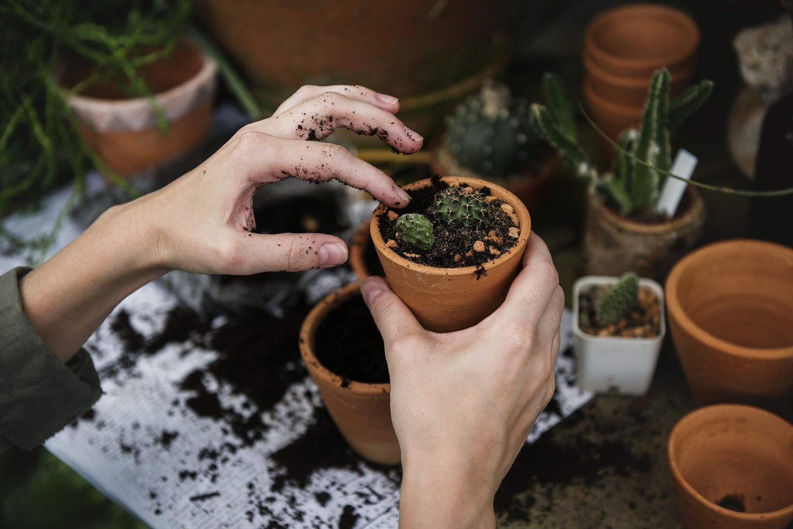 Importance of Winterizing Your Garden