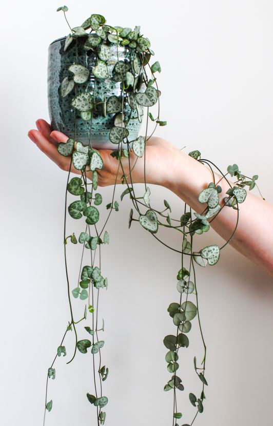 Houseplants-Livingimpressive.com