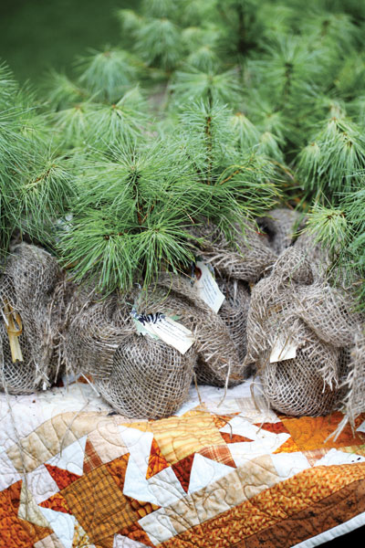 Party favors, early fall can be wonderful time of year to plant pine trees, give your guests a small seeding as a wedding favor.
