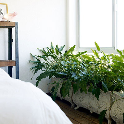 bedroom-plants-0110-l