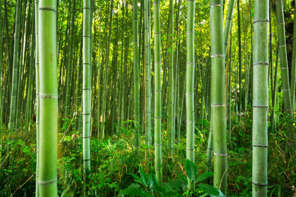 Bamboo