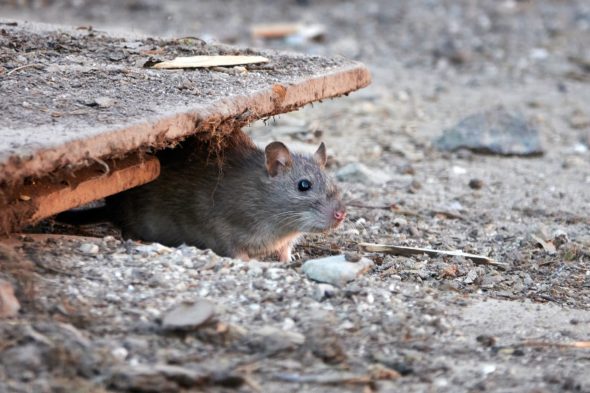 Brown rat (Rattus norvegicus)