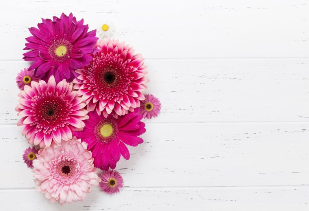 Gerbera-Thefabweb.com