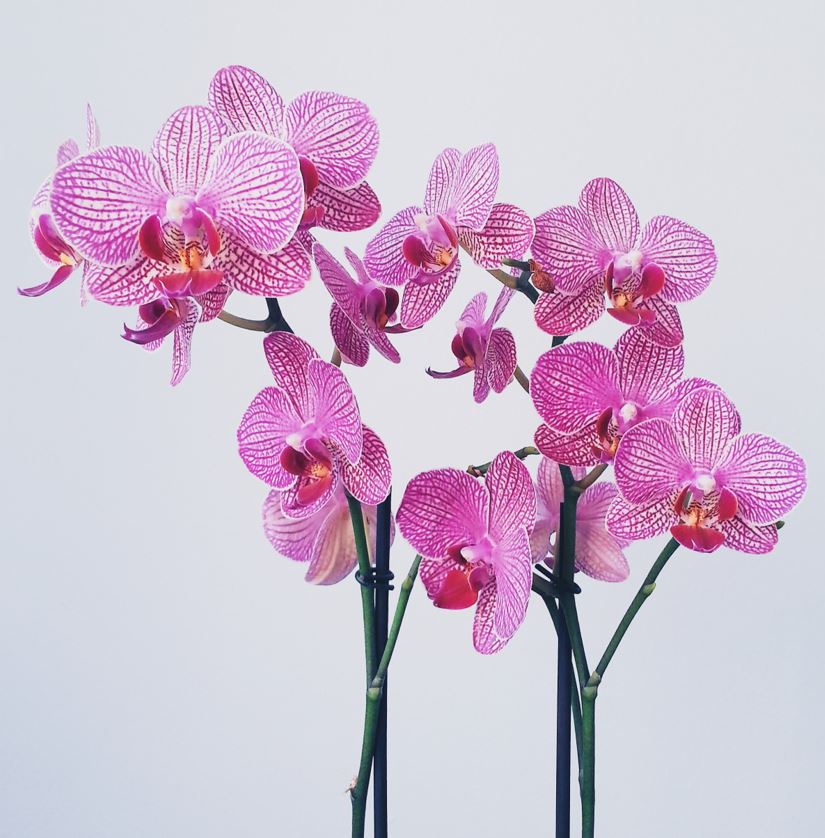 Orchid-Thefabweb.com