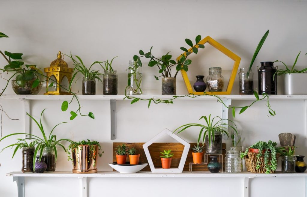 Houseplants-Livingimpressive.com