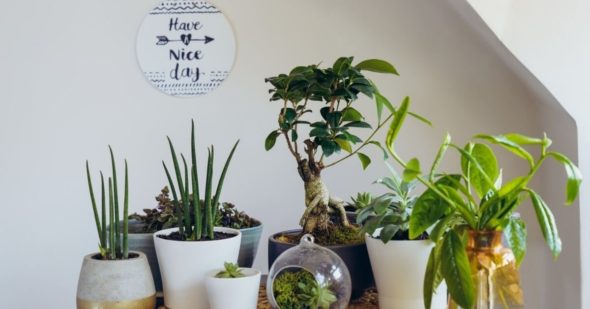 Houseplants-Livingimpressive.com