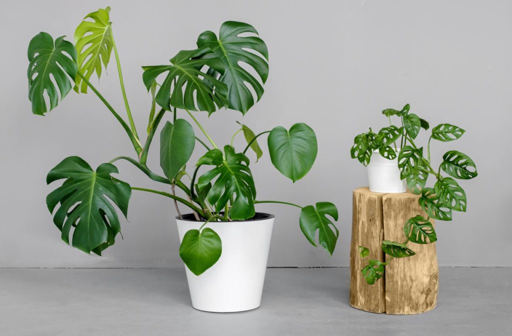 Houseplants-Livingimpressive.com