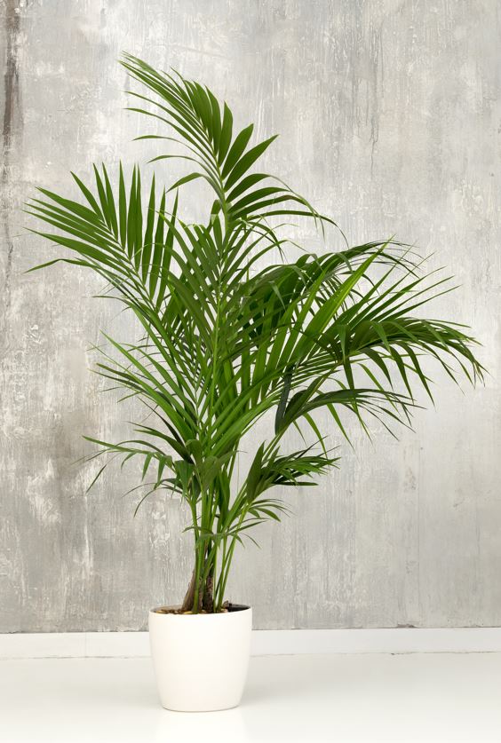 Houseplants-Livingimpressive.com